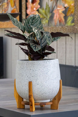 Calathea Ornata Pin Stripe 20cm Pot.jpg