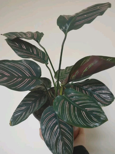 Pin Stripe Calathea.jpg