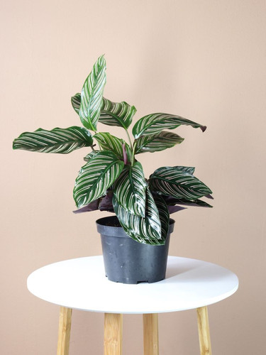 Medium Calathea Pinstripe.jpg