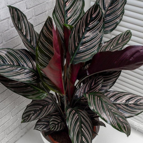 Pin Stripe Calathea Calathea ornata 'Sanderiana' 125mm.jpg