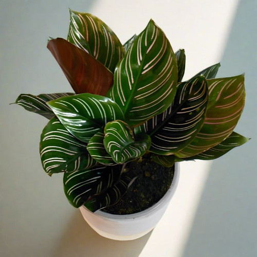 Pin Stripe Calathea Ornata Houseplant 13cm No Decorative Pot (Nursery Pot Only).jpg