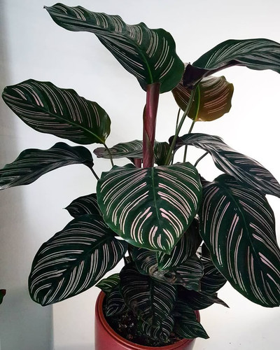 Calathea Care.jpg