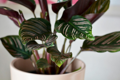 pexels plantscandy 6754946.jpg
