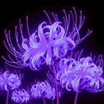 Purple spider lily.jpg
