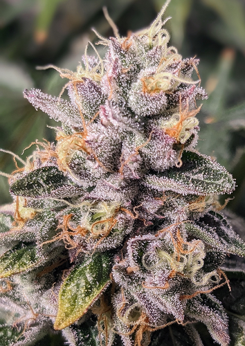 1PXL 20250410 233723452.PORTRAIT.png