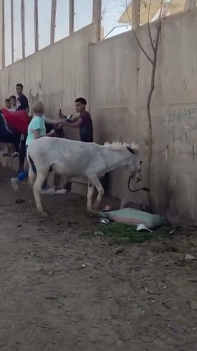 DmgS XGTMDCCX9mF.jpg