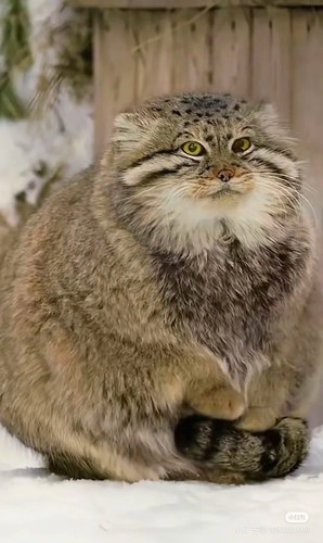 Camera XHS 1744333145219.jpg