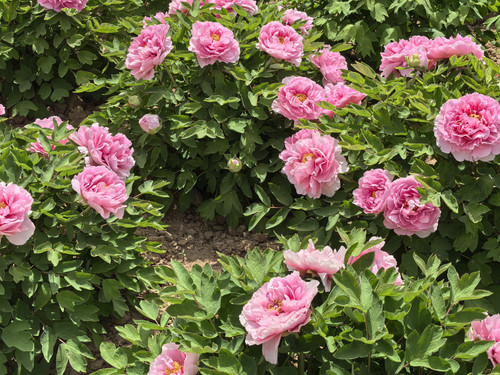 IMG 20250412 112436.jpg