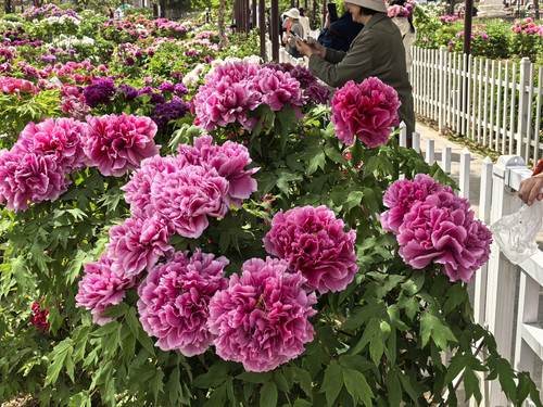 IMG 20250412 112625.jpg