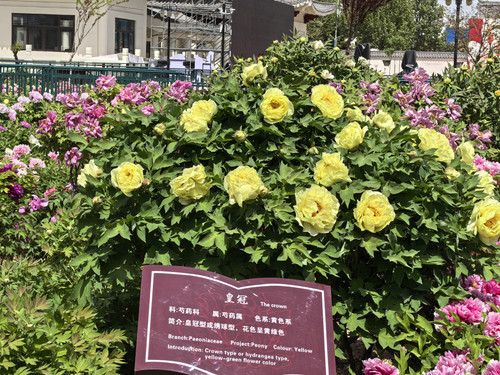 IMG 20250412 115747.jpg