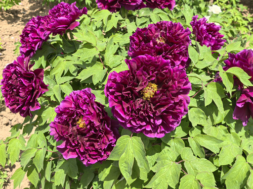 IMG 20250412 122159.jpg