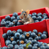 www.naked-ai.art - A red box of blue berries with a rat dancing inside