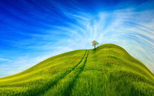 hill grass tree 178422 3840x2400.jpg