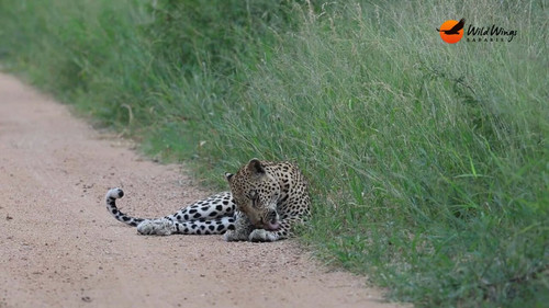 gDVVTD1zb6EO9 ct.jpg