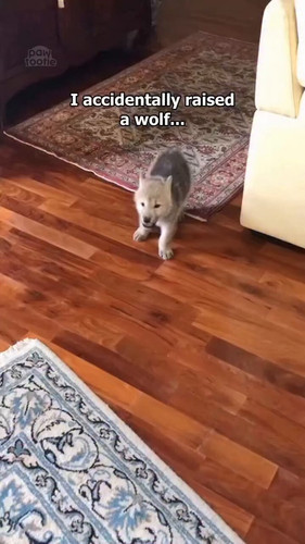 2y1qLhophohdQy7d.jpg