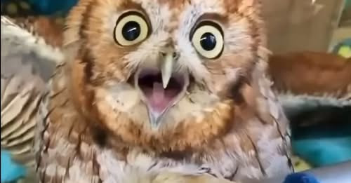 5337124413624467270?url=https%3A%2F%2Fgsh.top media.al%2Fmedia10%2F4545454785748.webp&fb obo=1&utld=.jpg