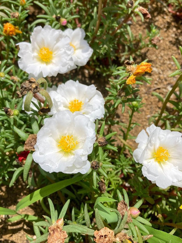 100 White PORTULACA Grandiflora MOSS ROSE Succulent Flower Seeds.jpg