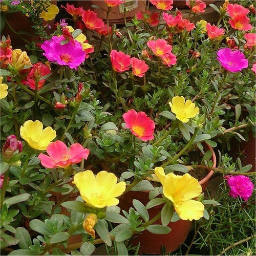 Portulaca umbraticola Purslane Flowering Succulent Plant.jpg