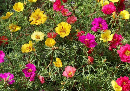 Portulaca Grandiflora Ideas.jpg