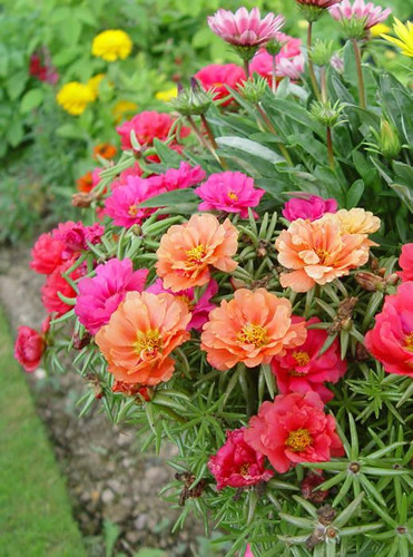 PORTULACA “MARGARITA MIXED” A sun loving, succulent plant .jpg