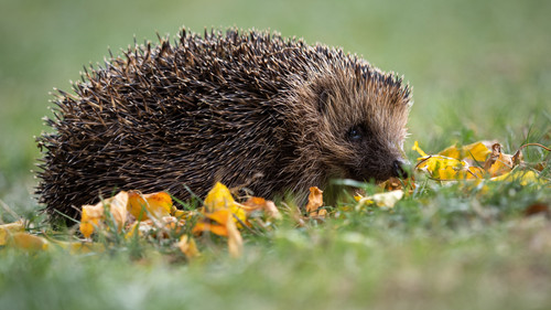 animal in autumn 09.jpg