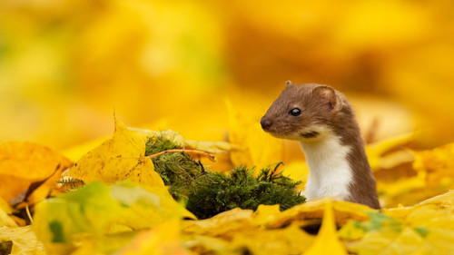 animal in autumn 13.jpg
