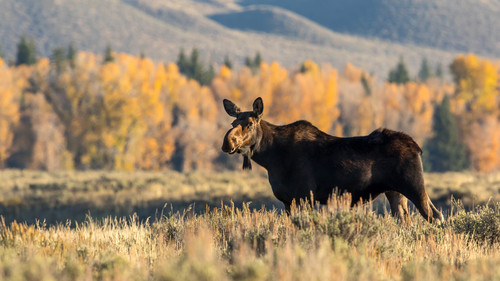 animal in autumn 12.jpg