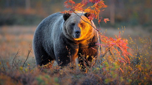 animal in autumn 05.jpg