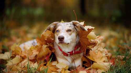 animal in autumn 15.jpg
