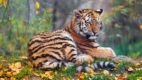 animal in autumn 16.jpg