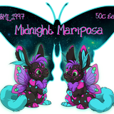 midnight mariposa