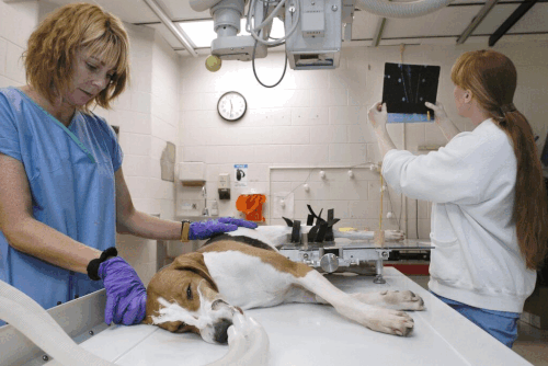 Comprehensive Pet Care Veterinary Center for Healthy Pets.gif