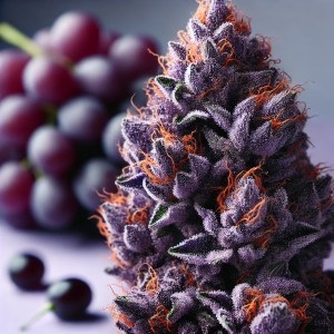 Exotic Dreams DC: Top Cannabis Dispensary & Delivery.jpg