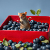 www.naked-ai.art - A red box of blue berries with a rat dancing inside