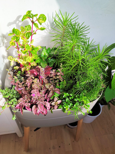 Indoor Ornamental Plants.jpg