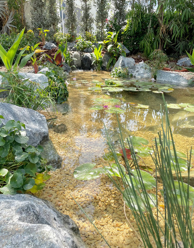 Eco Pond Solutions for a Sustainable Outdoor Oasis.jpg