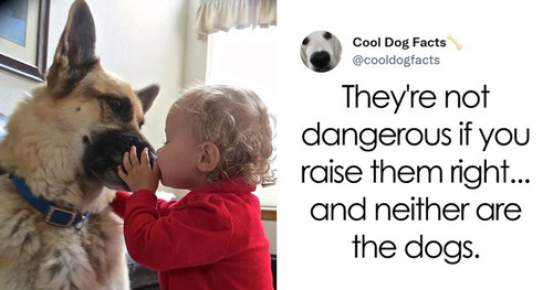 cool dog facts twitter coverimage.jpg