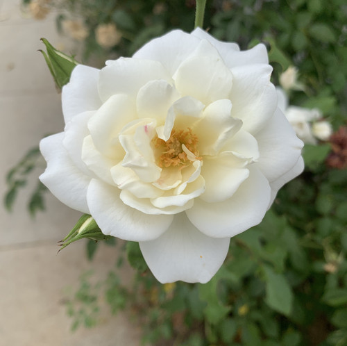 The beautifully blossomed white rose in the garden.jpg