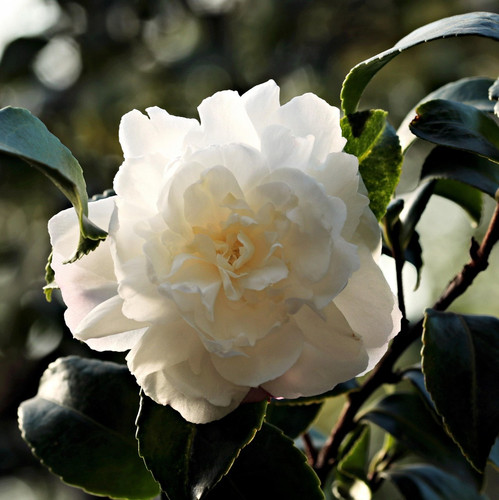 camellia 1883205 1920.jpg