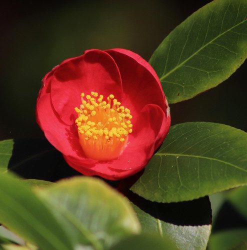 camellia 4075541 1920.jpg