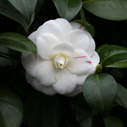 flowers 1749591 1920.jpg