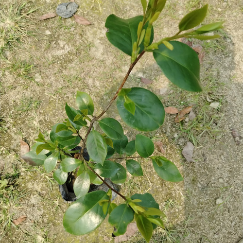 IMG 20250227 115843.jpg
