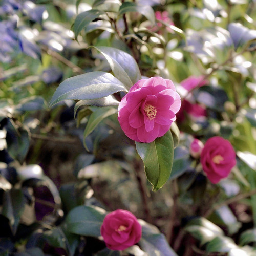 japanese camellia 5031541 1920.jpg