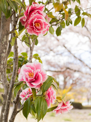 flowers 2253886 1920.jpg