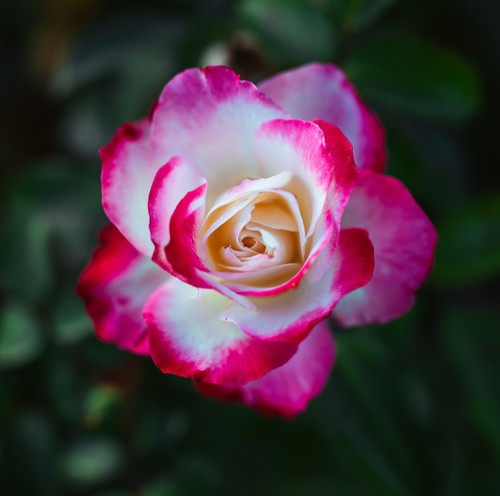 amazing white pink rose flower 181624 25545.jpg