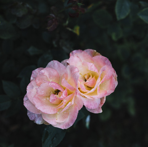 close up two blooming roses.jpg