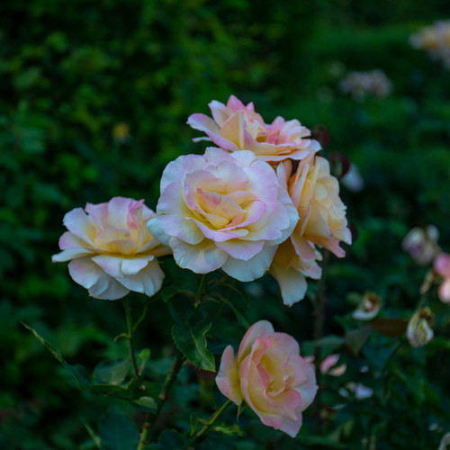 clyde gravenberch WV2T180heBg unsplash.jpg