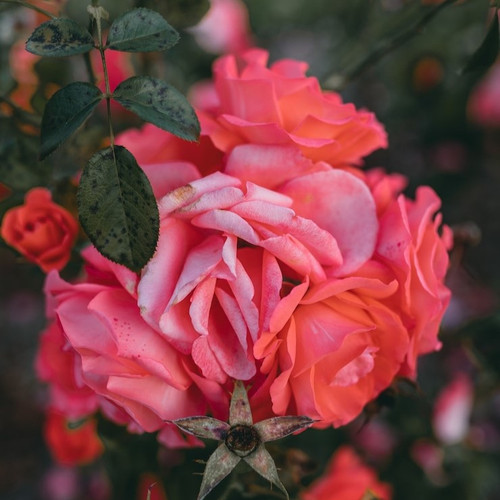 closeup shot amazing pink rose flowers 181624 22777.jpg
