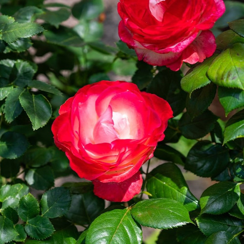closeup red garden roses surrounded by greenery field sunlight daytime 181624 30310.jpg