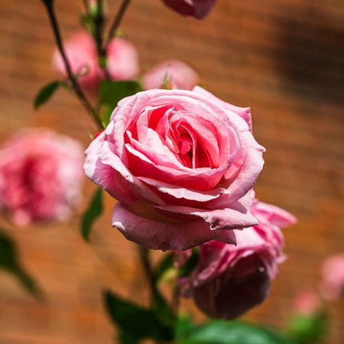 closeup shot beautiful pink rose flower blooming garden blurred background 181624 29856.jpg